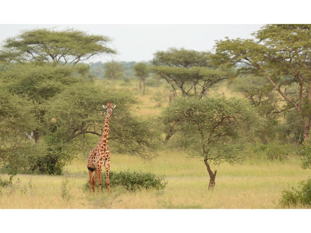 Ikoma Bush Camp Robanda Exterior photo